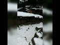 Snowfall in dalhousie shortdalhousie shorts.youtubeshorts aaradhya trendingshorts