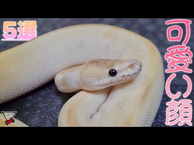 Warning: Angry] Cute-faced morphs featured [Ball Python] #Reptiles