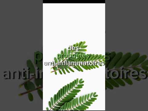 Feuilles De Tamarin Un Tresor De Bienfaits Pour La Sante Bienfaits Feuille Tamarindrice Santé 