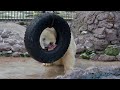 В красноярском зоопарке показали, как белый медведь достает мясо из покрышки