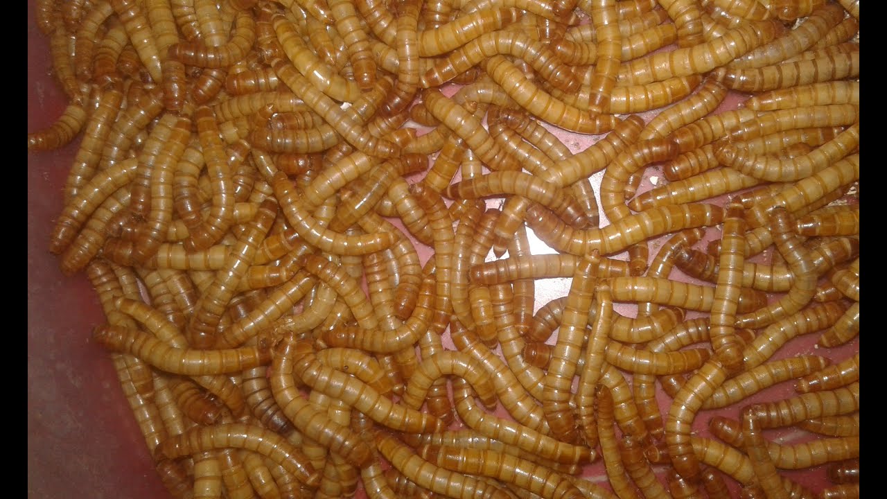 طريقه حديثه لفرز شرانق الميل ورم مع كرم النجار 01203103910