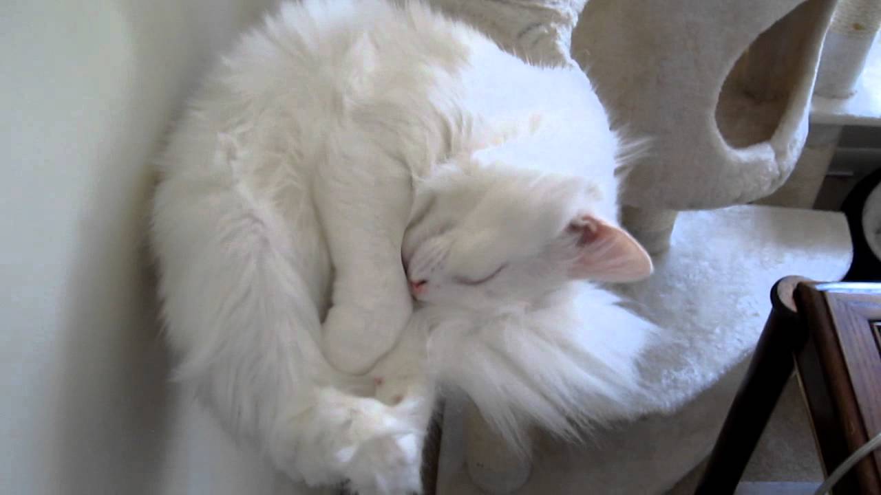 Waking Up Deaf Cat 