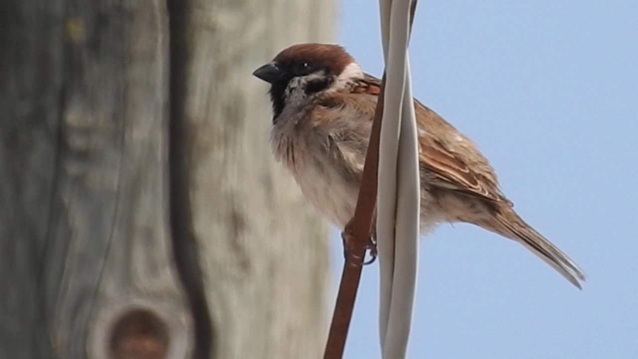 Eurasian Tree Sparrow, Passera mattugia (Passer montanus) 