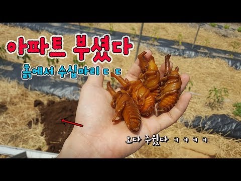 Thumbnail for 아파트 부셨는데 우글우글x99 몇마리냐!!후배들아 기다려라~~[정브르]