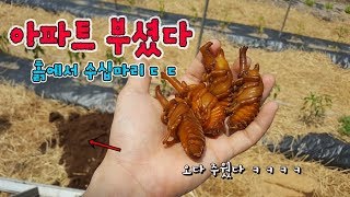 아파트 부셨는데 우글우글x99 몇마리냐!!후배들아 기다려라~~[정브르]