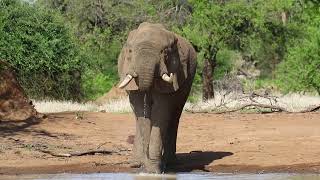 Elephant, Gonarezhou National Park