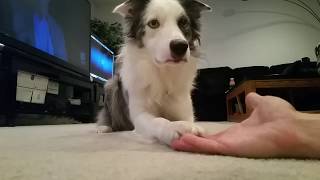 Mr Biscuit | Hand Signals Trick by Mr Biscuit The Border Collie 137 views 4 years ago 23 seconds