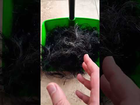 Il Giocherellone ha tagliato i Capelli e questo è il risultato! 🪮