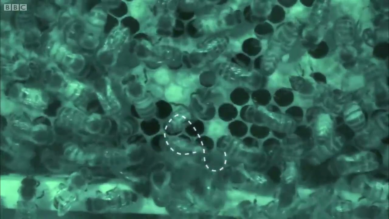 De kwispeldans van bijen