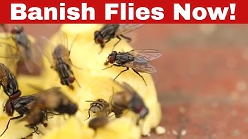 How to Get Rid of Flies Effectively In Simple Steps!