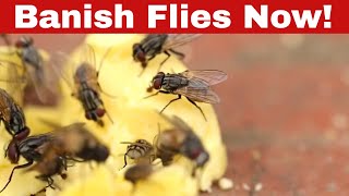 How to Get Rid of Flies Effectively In Simple Steps!