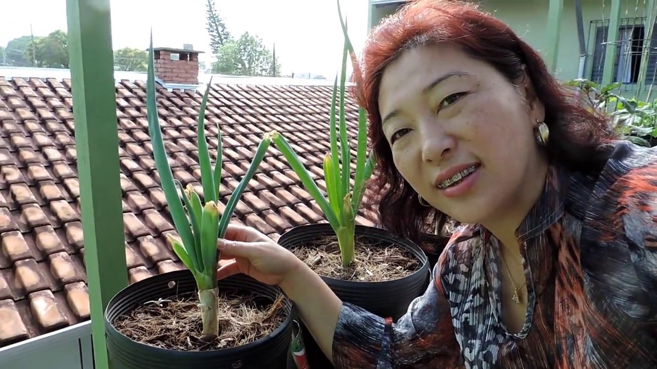 Como plantar Cebolinha Gigante 😲 passo a passo