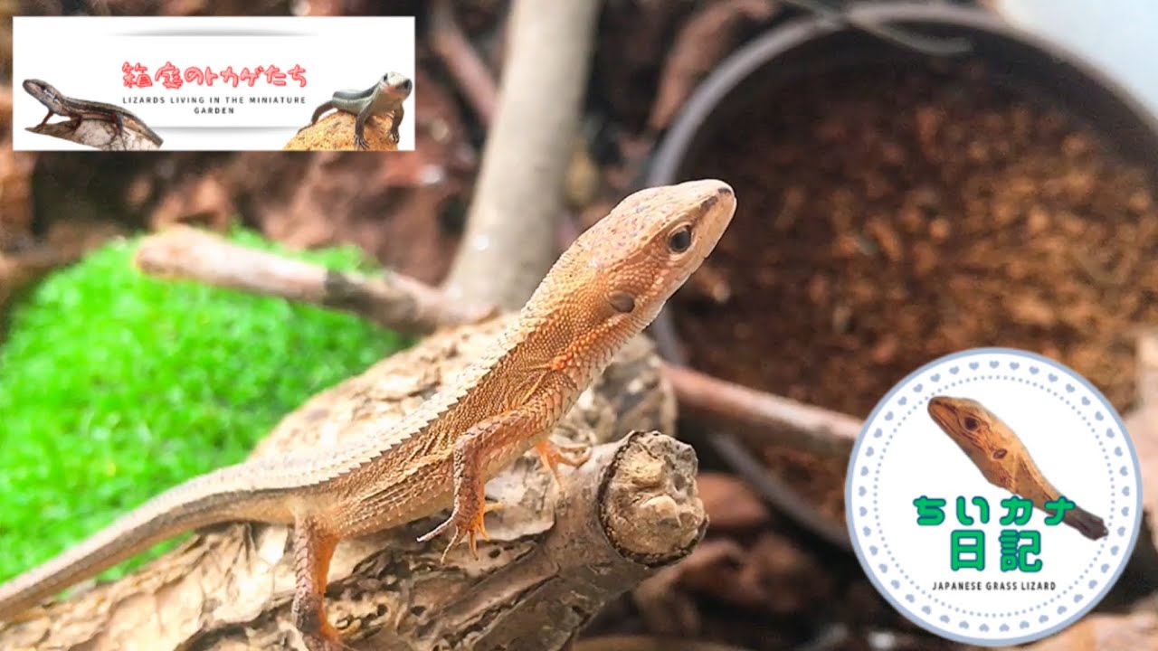 【ニホンカナヘビ】顔のかわいいチビカナヘビ【カナヘビ成長記録】 - YouTube