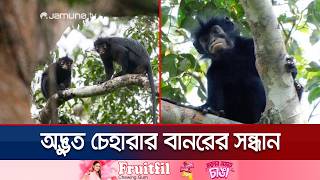 Scientists discover orange-lipped monkey in dense forest of Congo | Congo | New Monkey | Jamuna TV