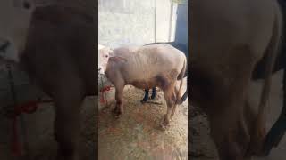 #youtubeshorts #nehaldairyfarm5310 #
