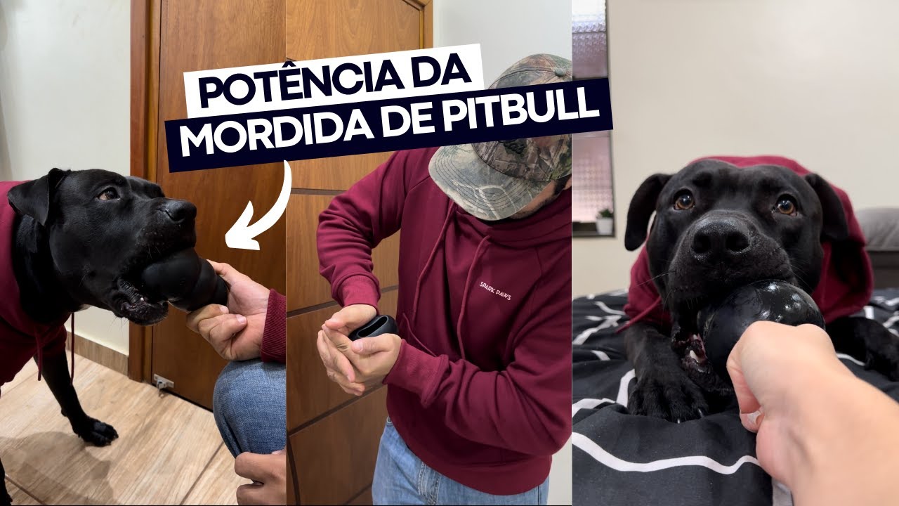 MEDINDO A FORÇA DA MORDIDA DO MEU PITBULL - YouTube