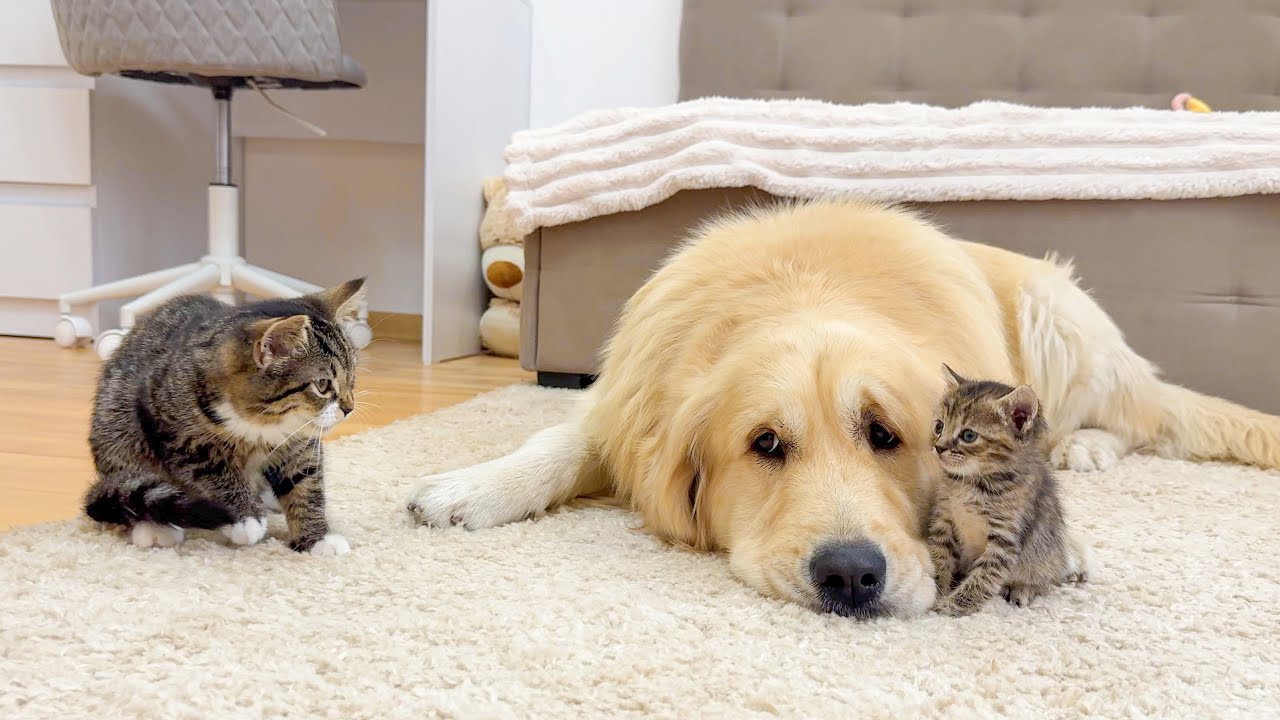 Golden Retriever Introduces Newborn Kitten to Her Best Friend Emma!
