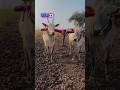 कस काय मित्रांनो बैल 🐂🥰#video #shorts #million #cow #youtube