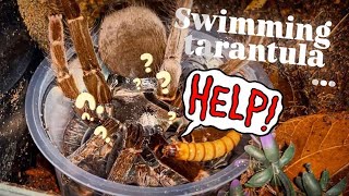 Tarantula that SWIMS and CATCHES FISH won’t Eat for me Underwater :(  Tarantula Feeding