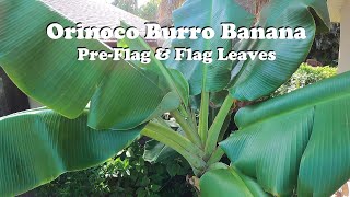 Orinoco Burro Banana Pre Flag & Flag Leaves!!! Burro Bananas In Florida
