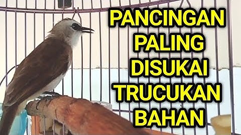Pancingan trucukan BAHAN trucuk ombyokan dan malas bunyi agar bunyi gacor