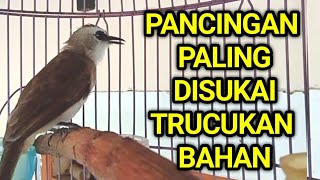 Pancingan trucukan BAHAN trucuk ombyokan dan malas bunyi agar bunyi gacor