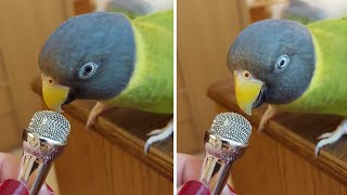 Parrot Talks Adorable Gibberish Into A Tiny Microphone
