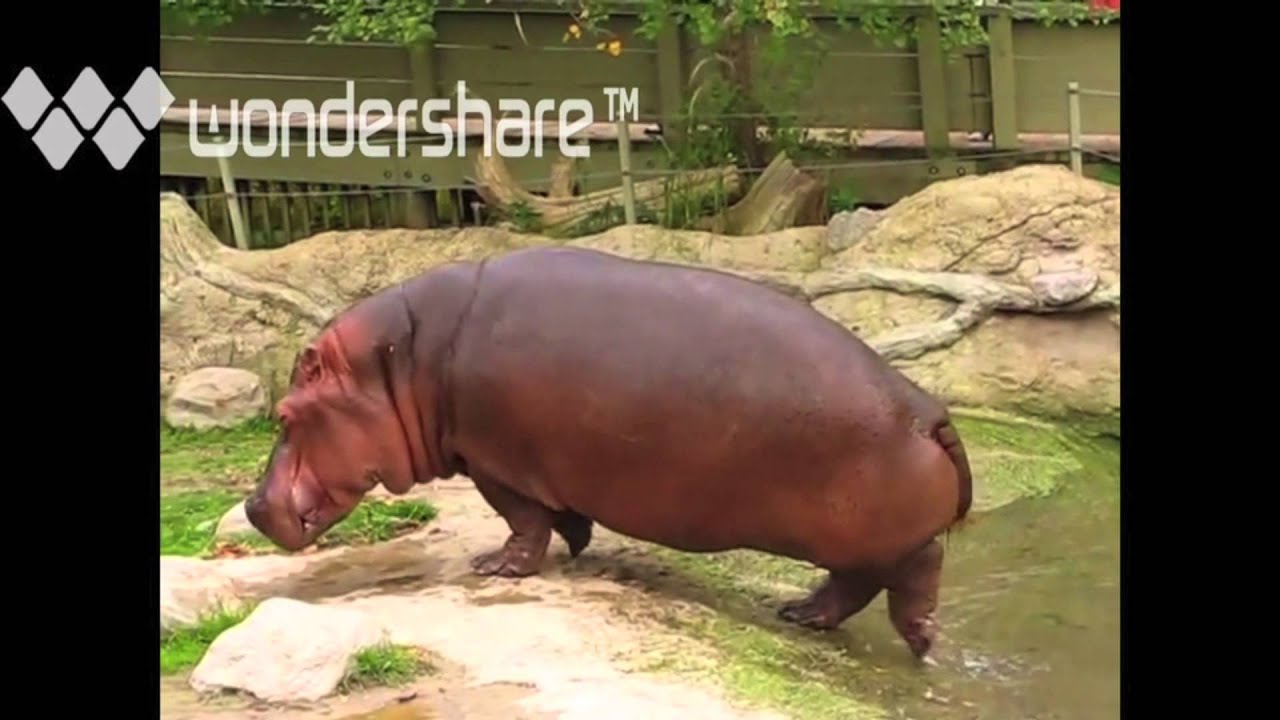 Hippo Has Explosive Diarrhea - YouTube