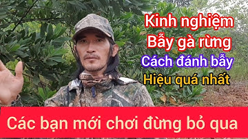 Bảy gà rừng/cách đánh giò đúng tiêu chuẩn, Cho mùa giải 2024-2025