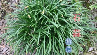 石蒜又叫“曼珠沙华”，植物常与毒蛇共存，用途与价值了解吗？
