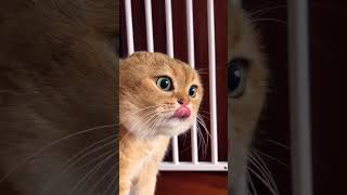 Angry cat raped ๐ ๐ก #shorts #youtubeshorts #ytshorts