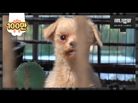 [충격 <strong>단독</strong> 공개 2편] 지옥을 돌며 재활용되는 강아지들ㅣDogs Roaming Hell While <strong>Being</strong> Recycled Until Death