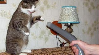 Animals And Vacuum Cleaners - Best Friends Or The Worst Enemies