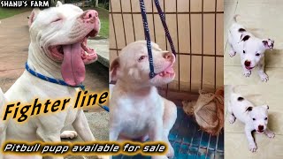 Blue Eyes American Pitbull Terrier Puppy- For Sale Fighter Line Pitbull Shanu Pets And Farm