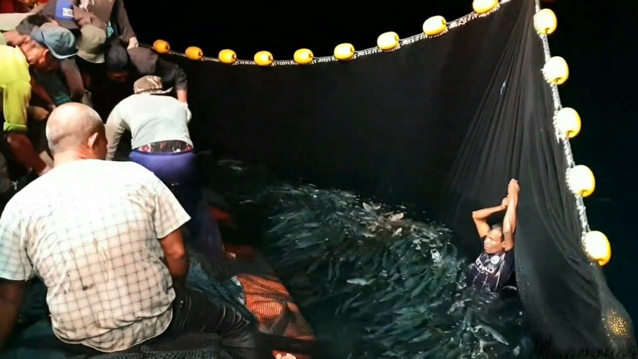 Begini Proses Penangkapan Ikan Teri di malam Hari Dari Awal Hingga Selesai Gak nyangka Hasilnya  