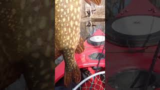 Pike today caught with a chartreuse curly tail grub.