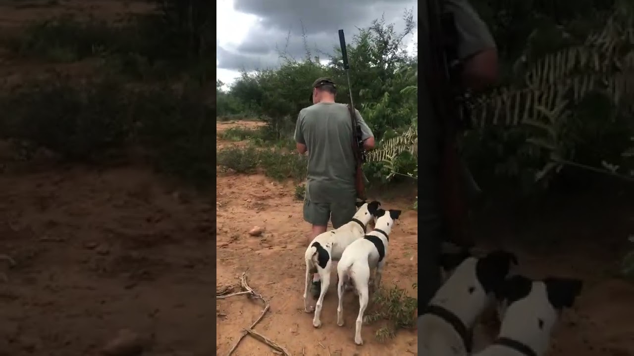 Tracking Zebra with long legged fox terrors.