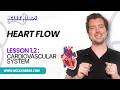 1.2 NCLEX Heart Blood Flow Explained | Chambers, Valves & Circulation Made Simple