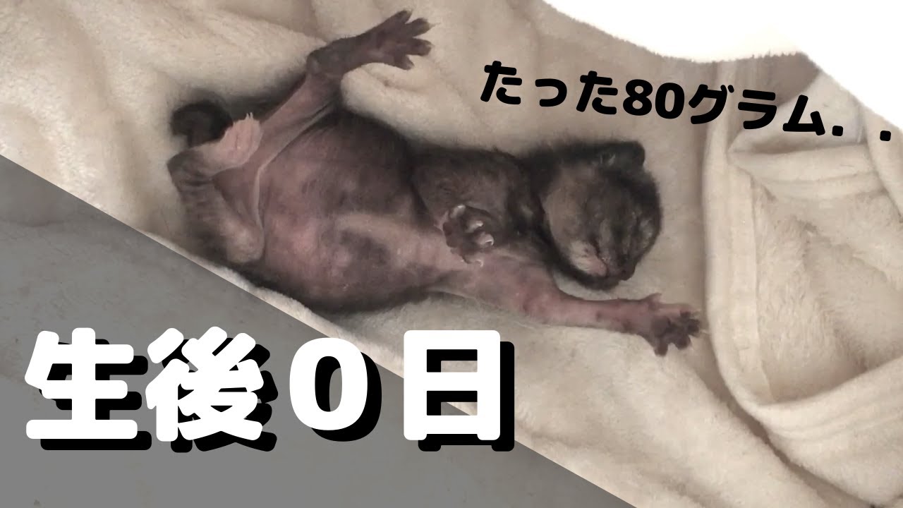 保護猫育児日記 生後0日 育児放棄されたサビ猫の赤ちゃん Youtube