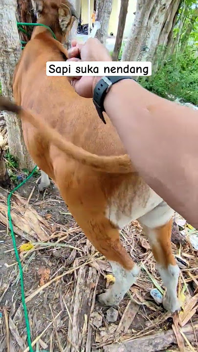 sapi suka nendang