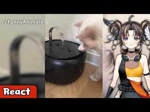 I am gonna get a sugar rush from these animals | React to r/FunnyAnimals