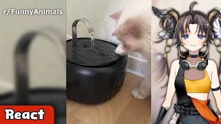 I am gonna get a sugar rush from these animals | React to r/FunnyAnimals
