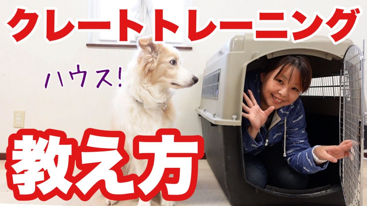 Как приучить собаку к клетке: Зачем нужна клетка? Следуйте правильным инструкциям, чтобы приучить...