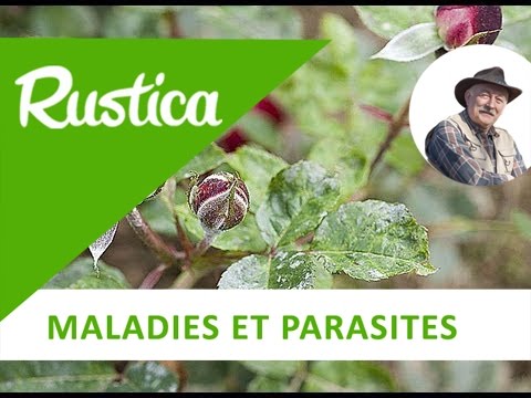 Vidéo: En savoir plus sur les roses résistantes aux maladies