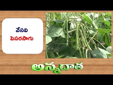 Summer Pulse Cultivation | in Rice Fallows || ETV Annadata