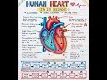 Human heart diagram with easy explanation # neet biology # board exams # education