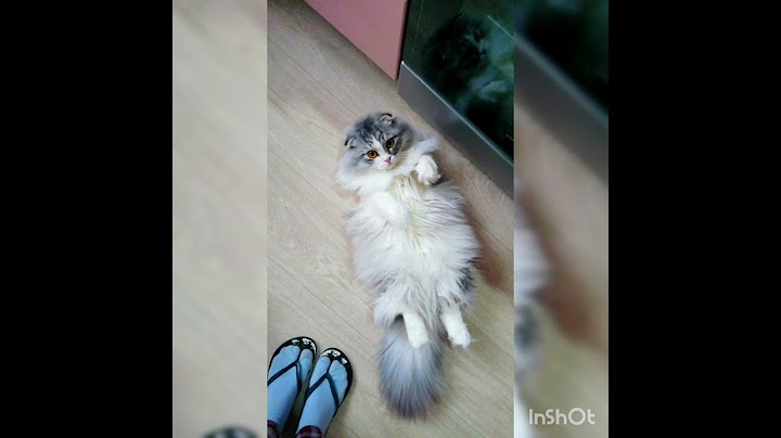 Когда очень хочется есть😸🐾Ленивый кот просит еду 🐾