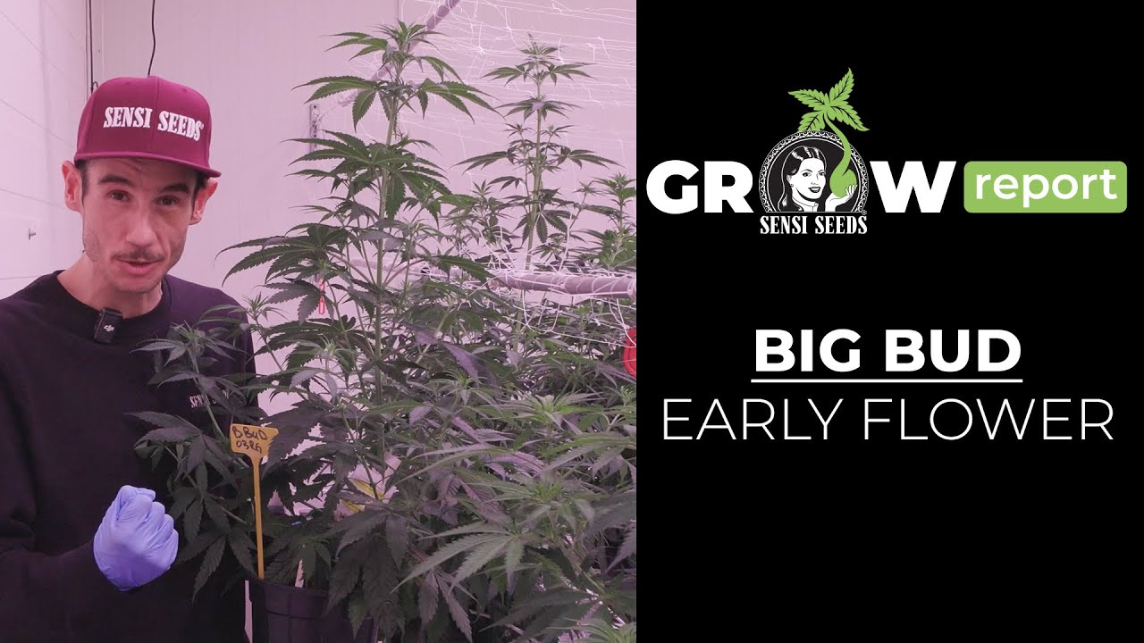 Grow Report- Big Bud (Early Flower)