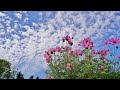 秋 桜  (さだ まさし)  中森 明菜