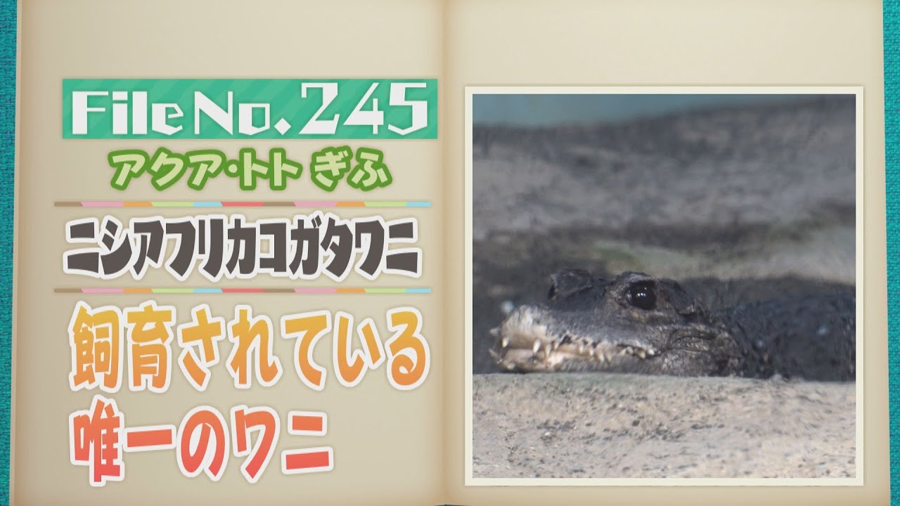 飼育されている唯一のワニ めったに動かないニシアフリカコガタワニ
